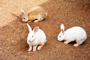 three rabbits are sitting in the dirt at Recanto Julubi Atibaia in Atibaia