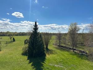 a pine tree in a field with a fence at Liiva Paasukese Apartment in Liiva