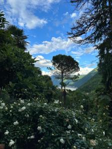 a field of flowers with a tree in the background at Historical Villa GINA with Magic Lake View in Dizzasco