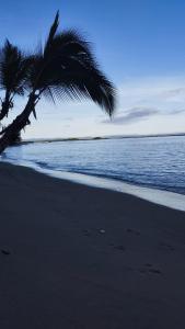 a palm tree on a beach with the ocean at Pousada Ponta da Baleia in Barra Grande