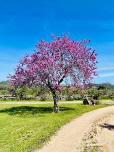uma árvore com flores cor-de-rosa numa estrada de terra em Agriturismo Bed and Breakfast Tanca Taroni em Telti