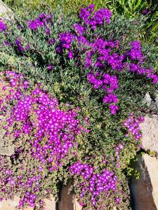 um ramo de flores roxas num jardim em Agriturismo Bed and Breakfast Tanca Taroni em Telti