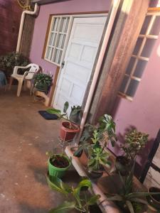 a bunch of potted plants in front of a door at Zeus cómodo e Imperdible in Cochabamba