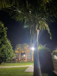 een palmboom in een park 's nachts bij Ayres de chajari in Chajarí