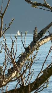 um pássaro sentado num galho de árvore com um barco à vela na água em Pacific Gem em West Vancouver