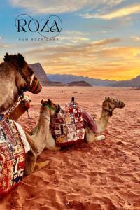 dos camellos tirados en la arena en el desierto en Rum Roza luxury camp en Wadi Rum