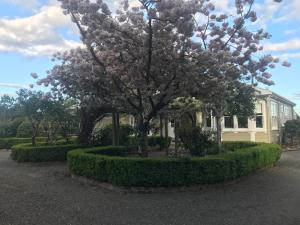 a magnolia tree in front of a house at Aratahi Cottages - West Wing in Carterton