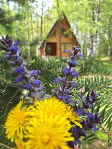 einen Garten mit lila und gelben Blumen und einem Haus in der Unterkunft Forest Rhapsody Brezna in Plužine