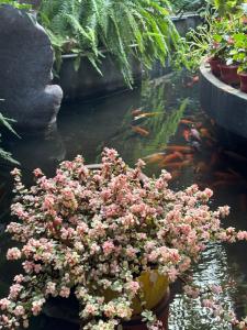 eine Pflanze mit rosa Blumen neben einem Koi-Teich in der Unterkunft Homestay Sunny in Thái Nguyên