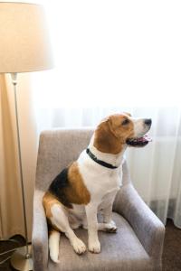 un perro sentado en una silla junto a una lámpara en Nota Bene Hotel & Restaurant, en Leópolis