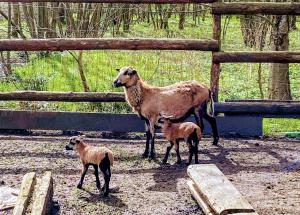 Gallery image of Buszyno Agroturystyka in Buszyno +1 photo