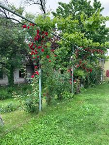 a tree with red flowers on it in a yard at Hotel Villa DavidL in Sagarejo