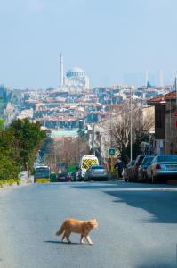 a brown cat walking down a city street at İstanbul Efes Hotel in Istanbul +43 photos