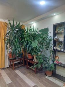 a room with a bunch of potted plants at Mandarina lux apartments in Kneževac