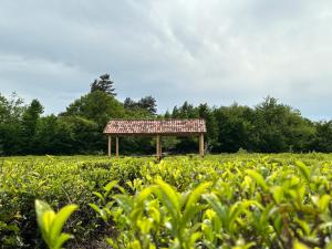 un pabellón en medio de un campo en Tea Gezruli en Tsinsopʼeli