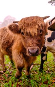 een bruine koe op een grasveld bij Fiery, cozy starry nights - Farm stay! in Bellthorpe