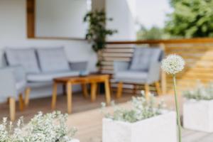 eine Terrasse mit Stühlen, einem Tisch und Topfpflanzen in der Unterkunft Urlaub im Kellerstöckl Dunst in Strem