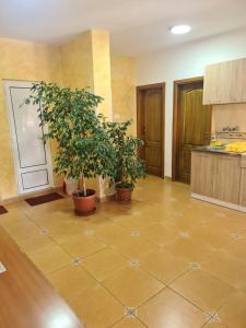 a kitchen with two potted trees on a tiled floor at Sobe Nedović in Budva