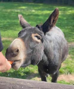 un burro comiendo una zanahoria de una mano en Hedgehog Lodge en Colwall