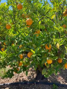 an orange tree with lots of oranges on it at Cute and characterful townhouse in Oliva