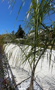 a palm tree sitting on top of a sandy beach at Allivigne Rooms & Pool in Polignano a Mare