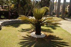 una palmera sentada en medio de un parque en Mansão Residence & Club en Vassouras