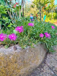 un jardín con flores rosas en una roca en Night & Day Affittacamere di Laura Patuelli en Cotignola