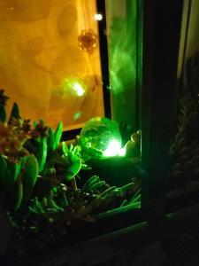 una planta verde con una luz en una ventana en Night & Day Affittacamere di Laura Patuelli en Cotignola