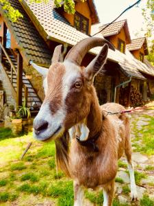 Άλλα ζώα σε αυτό το διαμέρισμα ή στη γύρω περιοχή