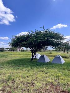 two tents under a tree in a field at Camp David-Amboseli in Oloitokitok 