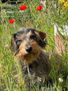 Afbeelding uit fotogalerij van Restaurierter Speicher auf Resthof in Walsrode +25 foto's