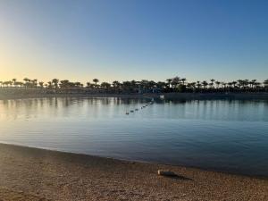 Luxury Apartments at Mirage bay Resort & Aqua bark