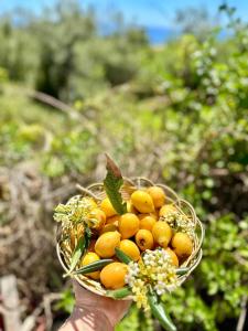 a hand holding a basket of fruit and flowers at Hotel Imperial in Dhërmi