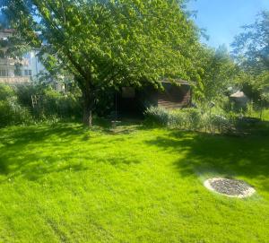 une pelouse verte avec un arbre au milieu dans l'établissement Studio Heinrich 1, à Tutzing