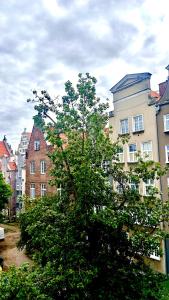 a tree in front of a group of buildings at Baltic Gdansk OLD TOWN in Gdańsk