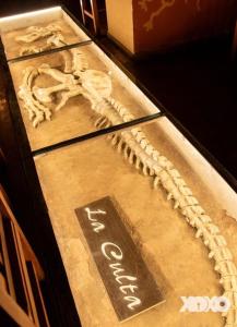 une exposition de musée avec un squelette sur une table dans l'établissement La Culta hostal & centro cultural, à Sucre