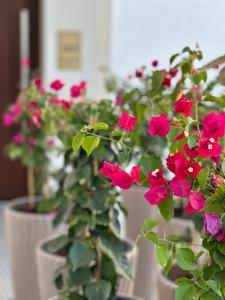 grupa roślin doniczkowych z czerwonymi kwiatami w obiekcie CasaBlanca vendégház w Abádszalók