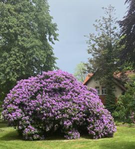 un gran arbusto de flores púrpuras frente a una casa en Villa Parkowa 5, en Świeradów-Zdrój