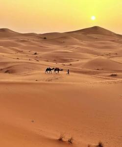 dois cavalos a caminhar no deserto ao pôr-do-sol em Sahara desert luxurious Camps em Merzouga