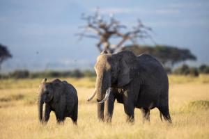 two elephants walking in a field of tall grass at Camp David-Amboseli in Oloitokitok 