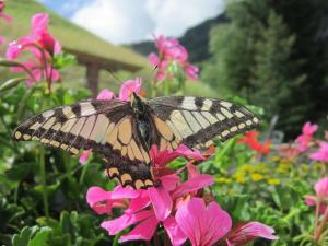 Fotografie z fotogalerie ubytování Haus Alpenglühn v Längenfeldu