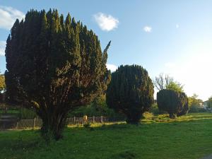 Giardino di Sean's home