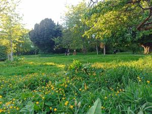 Giardino di Sean's home