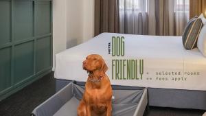 un perro sentado en una caja delante de una cama en The Urban Newtown en Sídney