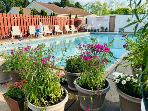 a group of potted plants next to a swimming pool at Quality Lodge - Cedar Point Area in Sandusky