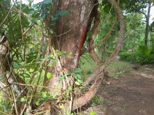 Green Garden Hiriketiya في ديكويلا تين: شجرة تكثر عليها الكرمة