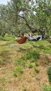 twee mensen in hangmatten in een veld bij Green house in Dograde