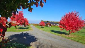 un camino con dos árboles con hojas rojas en 112 Rural View, en Cambridge