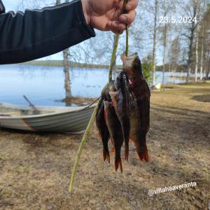 une personne tenant une bande de poisson sur un bâton dans l'établissement Villa Haaveranta - Cosy cabin by the lake, à Rovaniemi