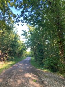 a dirt road with trees on both sides at La casina del prete in Caprese Michelangelo